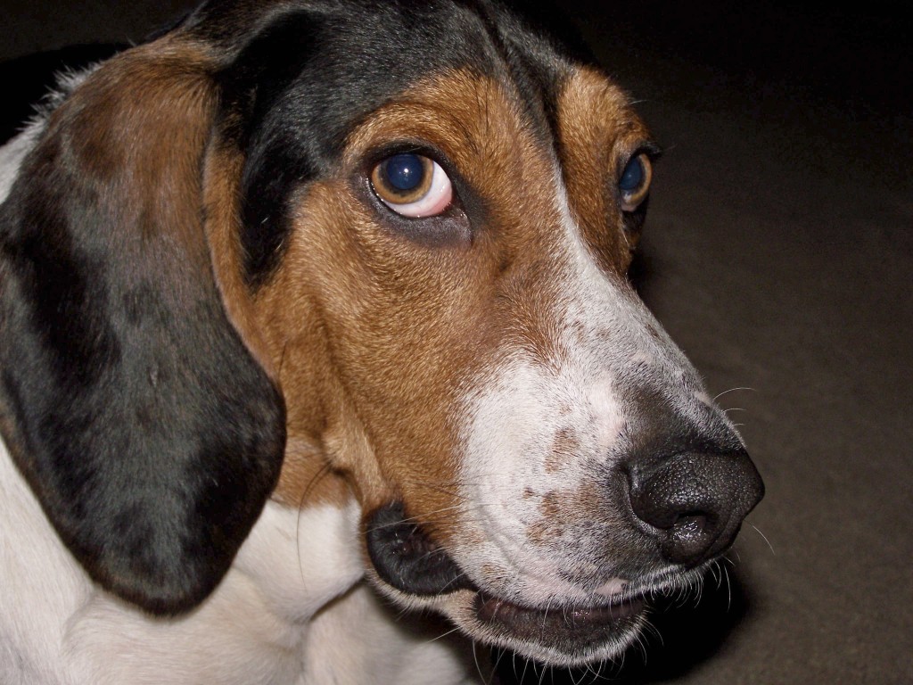 Comedões em animais domésticos: causas