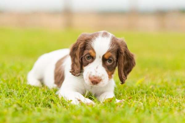 Descubra onde encontrar filhotes de cachorro de graça e adote um amigo fiel para toda a vida! Saiba mais sobre adoção responsável