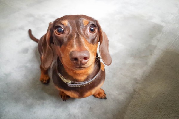 Cachorro e biscoito de polvilho: combinação perigosa? Saiba por que esse petisco é proibido para os peludos e descubra opções mais saudáveis para a alimentação do seu cão. Confira!