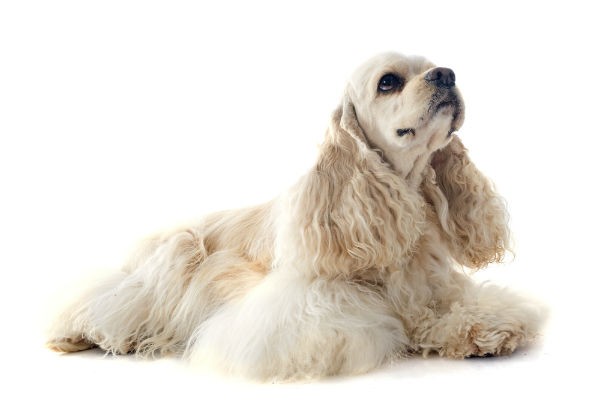 Curiosidades sobre o Cocker Spaniel Americano: origem