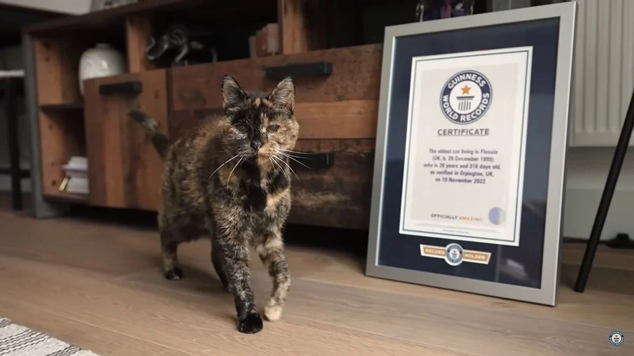 Gata de 27 anos: conheça a história da felina mais velha do mundo e inspire-se a cuidar melhor de seus gatos idosos!