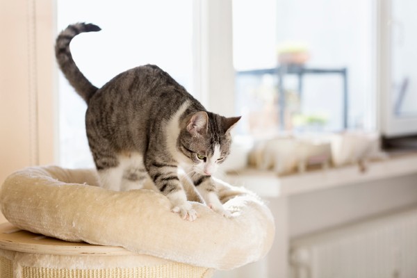 Por que os gatos afofam? Descubra os motivos e sensações por trás deste comportamento felino!