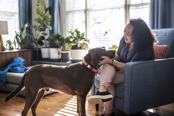Pet sitter: tudo sobre a profissão e suas funções