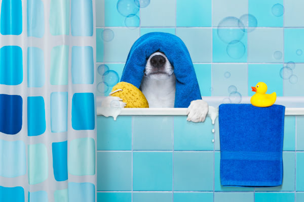 Guia completo: Qual a frequência certa de dar banho em cachorro? Dicas e orientações para manter seu pet limpo e saudável!