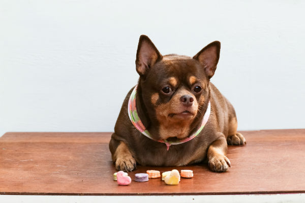 Saiba como evitar que seu cachorro viva menos: Alimentação equilibrada e exercícios são fundamentais para evitar obesidade canina e garantir uma vida longa e saudável.
