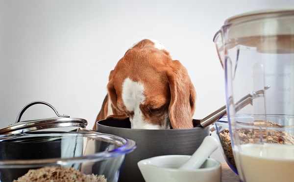 Mingau para cachorro: receita