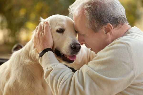 Alzheimer em pets: entenda a síndrome da disfunção cognitiva em cães e gatos