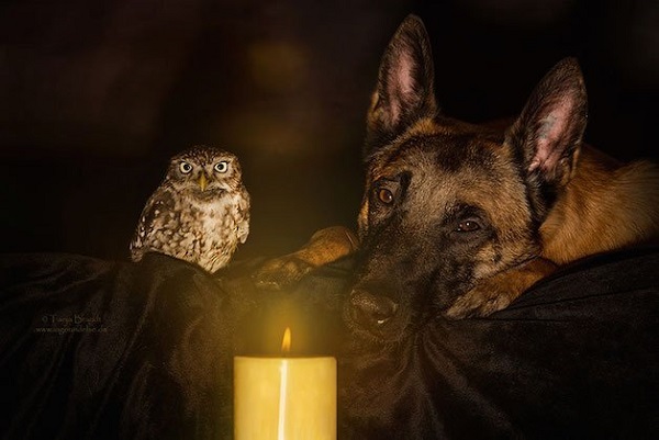 Amizade entre cão e coruja viraliza na web e chama atenção de cientistas