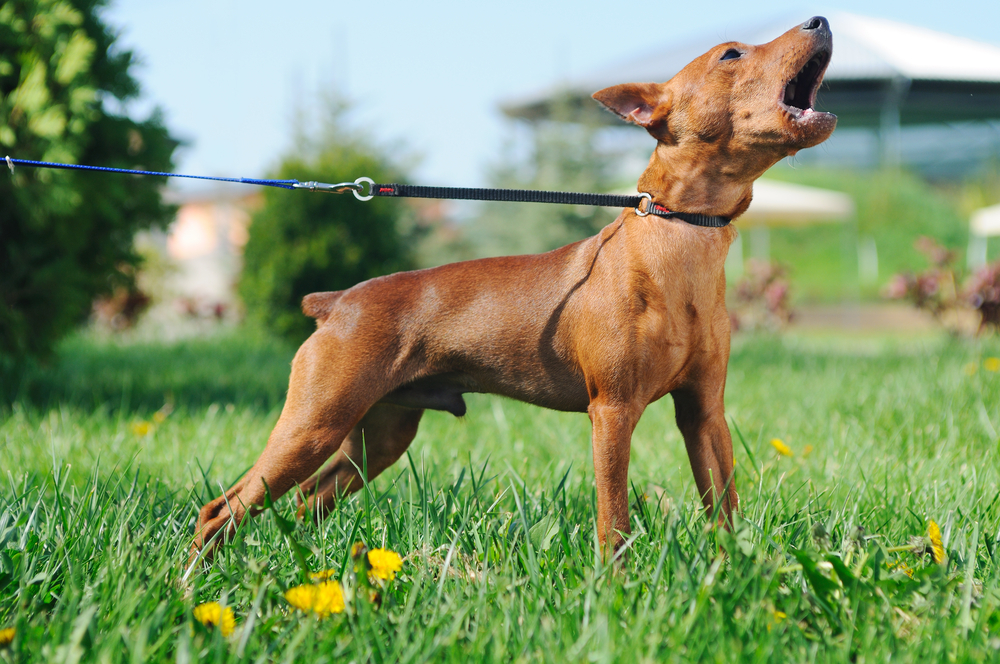Como fazer cachorro parar de latir: dicas infalíveis para um convívio harmonioso