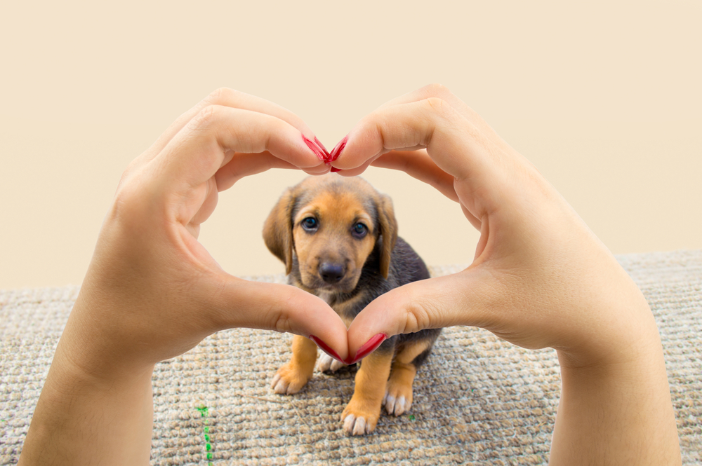 Frases e dicas para amar e cuidar dos seus cães: aprenda com esses seres leais e amorosos como ser feliz e viver em harmonia com eles.
