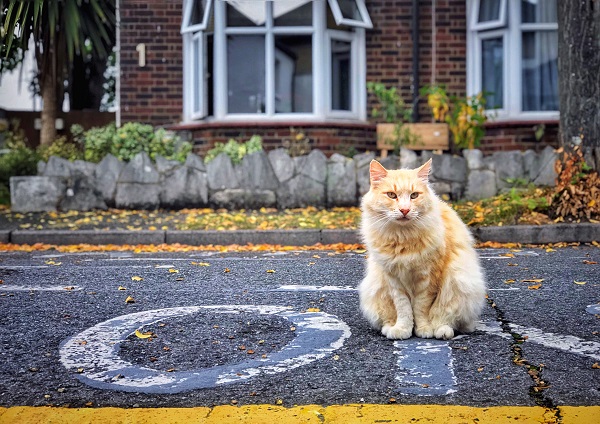 Gatos que vivem soltos raramente vão para longe de casa: o que diz a pesquisa e como garantir o bem-estar dos felinos em ambientes controlados