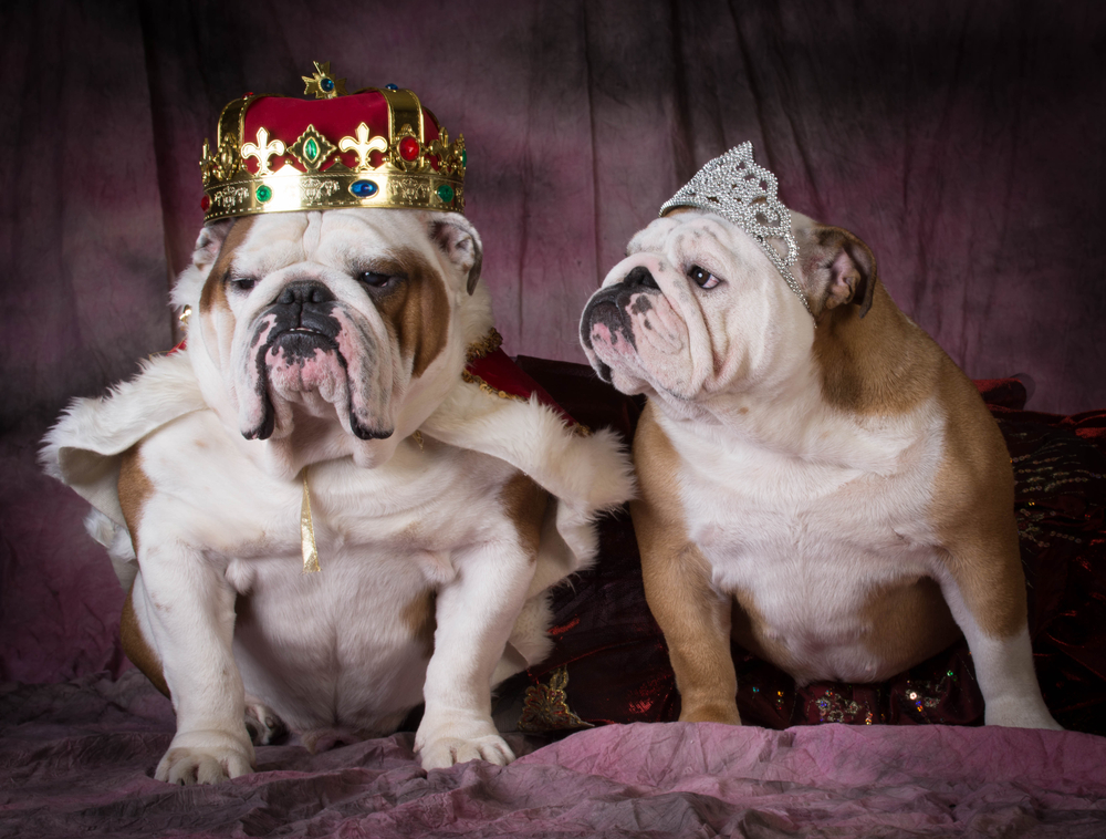 Entenda a importância do pedigree para seu pet!